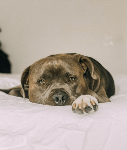 A dog laying on a bed with a white comforter.png