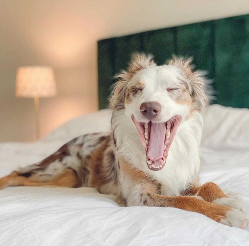 A dog yawning on a Stearns and Foster mattress with a green headboard.jpg