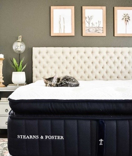 A kitten curled up on a Stearns and Foster mattress with an upholstered bed frame in a decorated room.jpg
