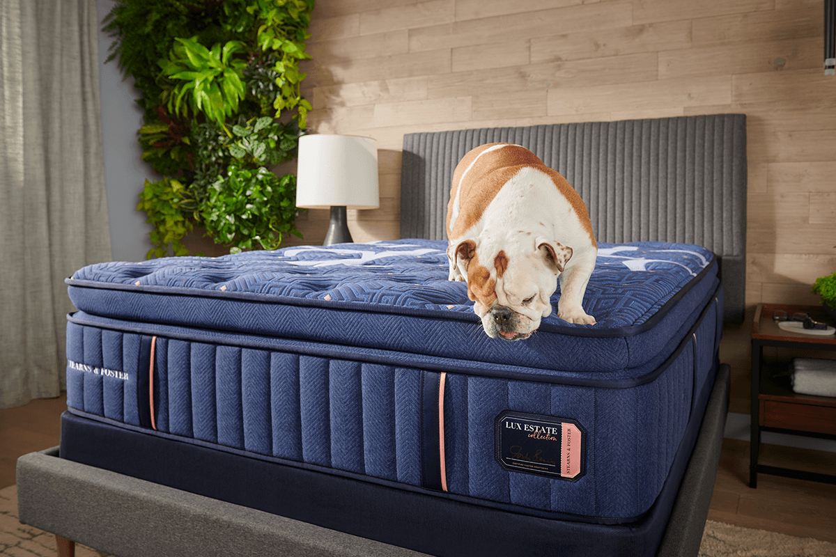 Lux Estate with a Dog