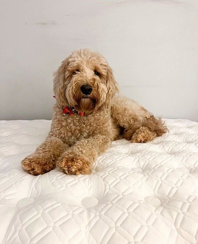 golden doodle laying on an unmade Stearns and Foster mattress